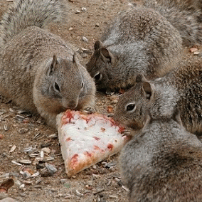 Sloth (USA-2) : Squirrel Town Pizza Party!